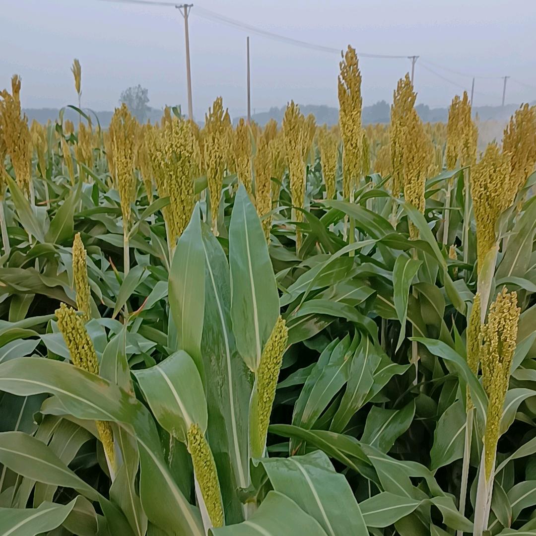 太和县德运农机专业合作社