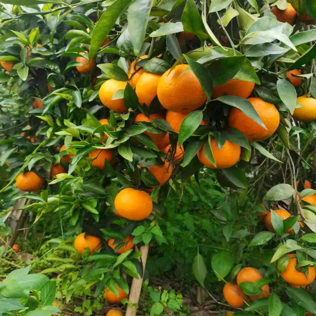 瑞丰白肚鼠养殖场