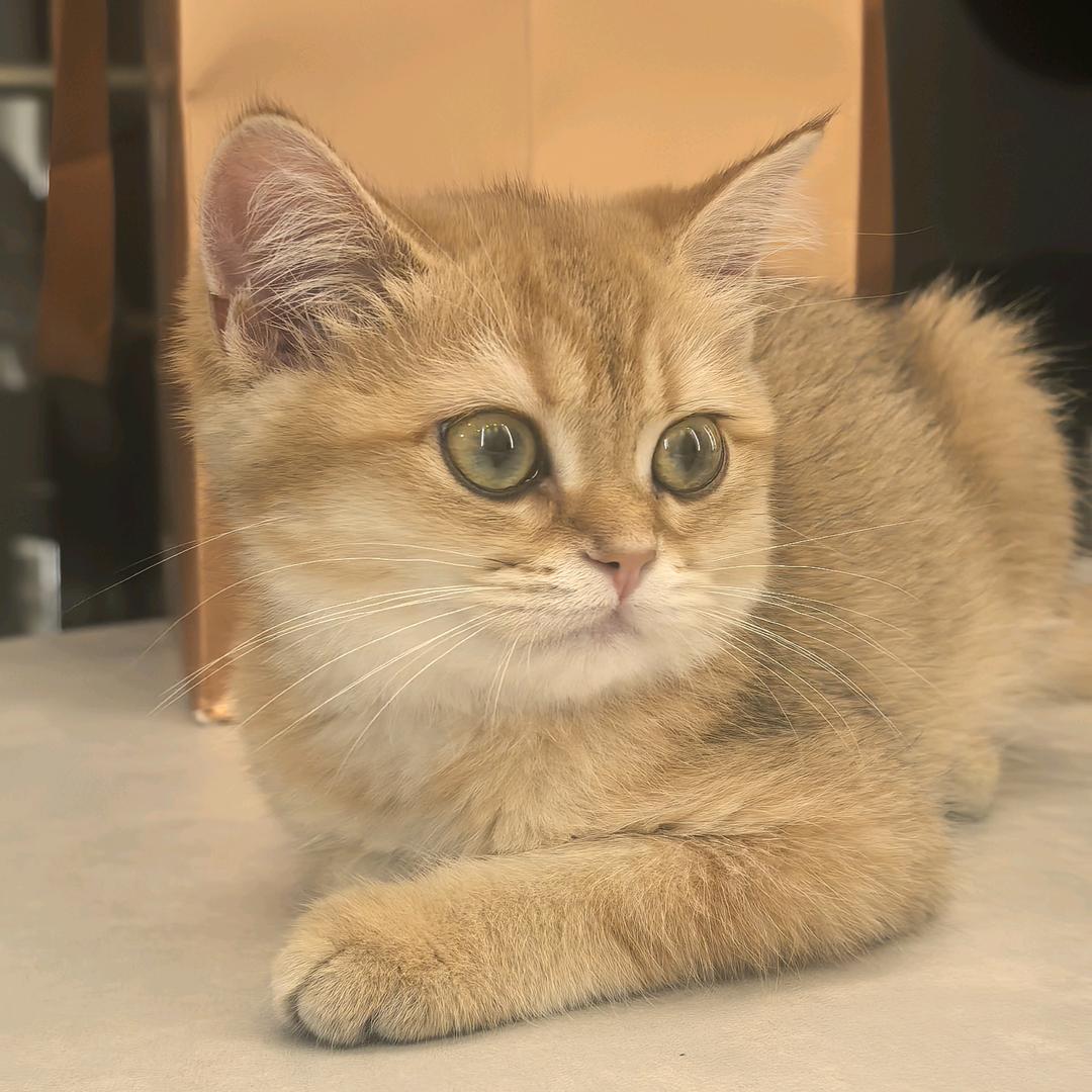 🍒樱桃丸子🍒