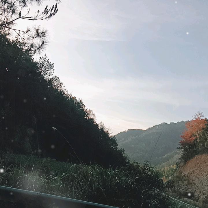 岳西县陈氏黑猪