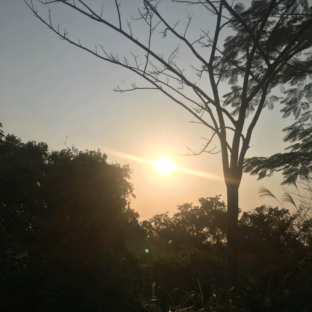 溪流桐梓柳