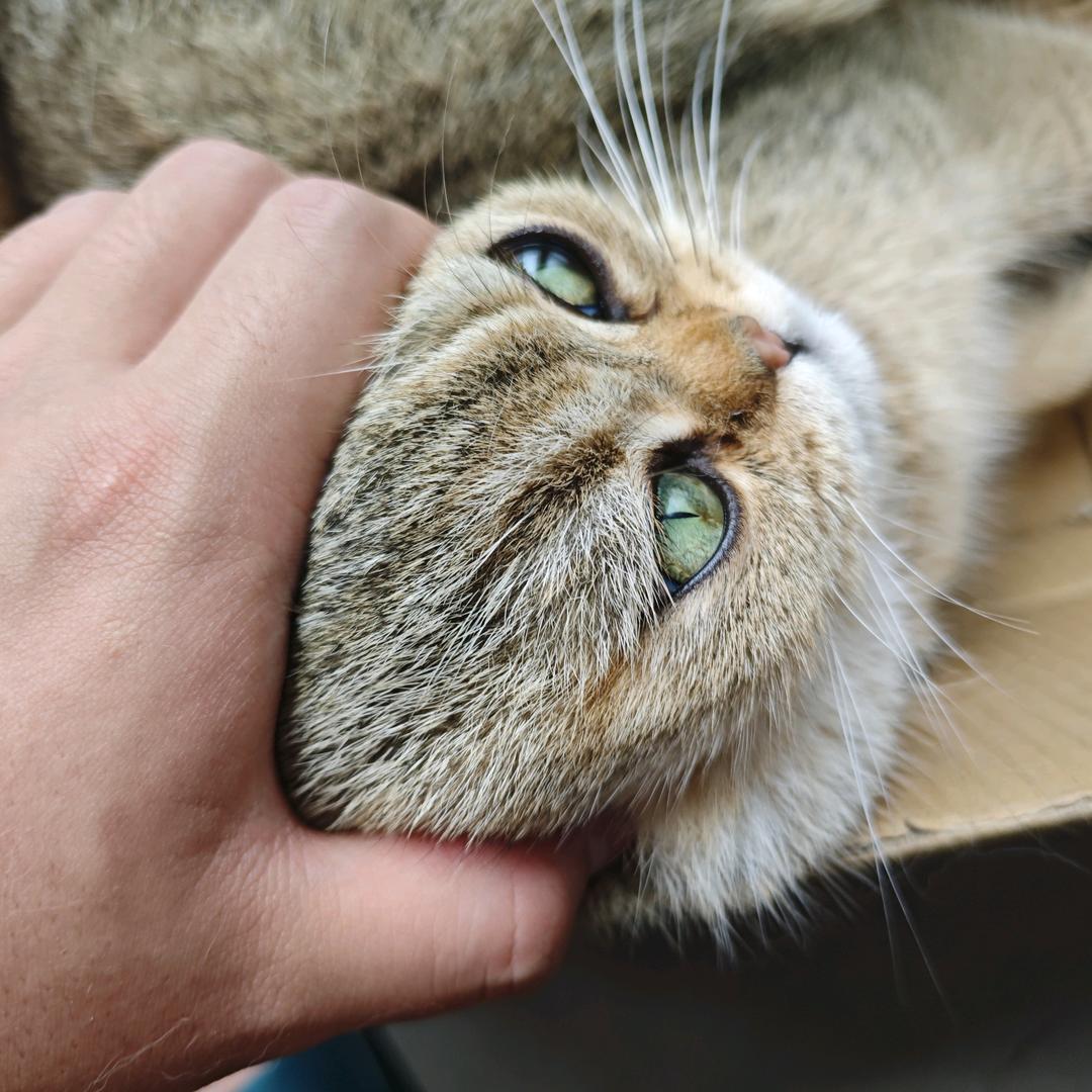 火影忍者(咸鱼)