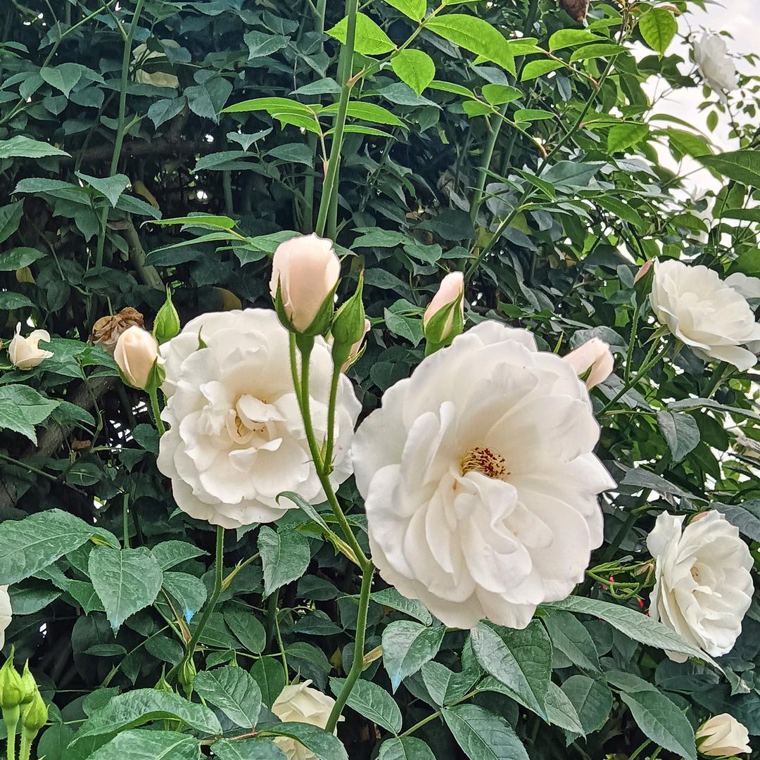 岁岁无虞，常安常乐💚