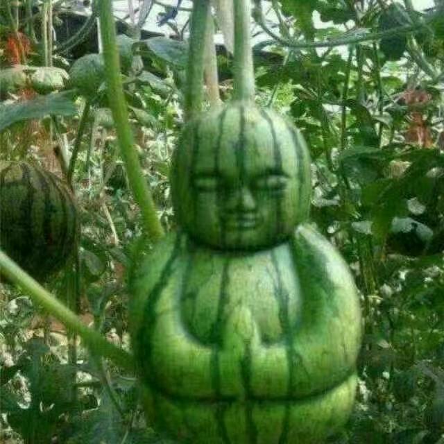 ꧔ꦿ᭄愙ঞᩚ꧔ꦿ᭄: 歖꧔ꦿ᭄