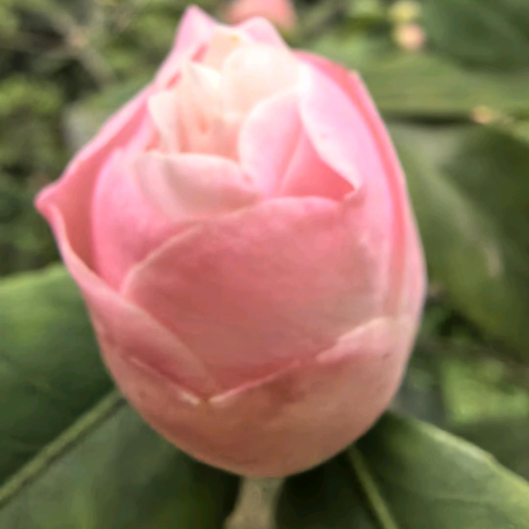 小六六