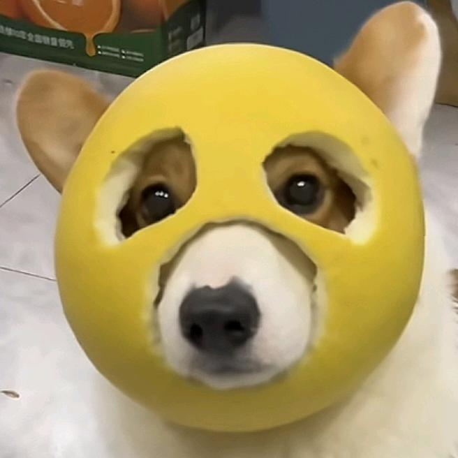 狗🐶