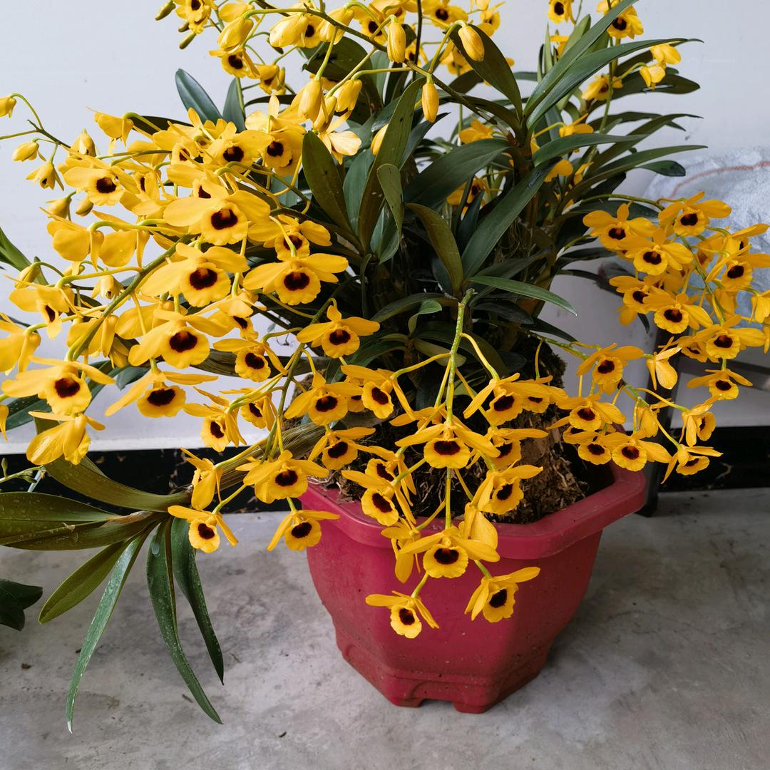 龙陵县诚维花卉店