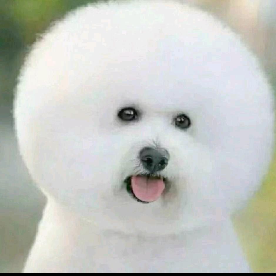 饭饭饭😍饭团团