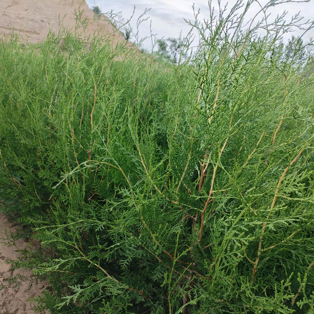 🍀一帆风顺🍀