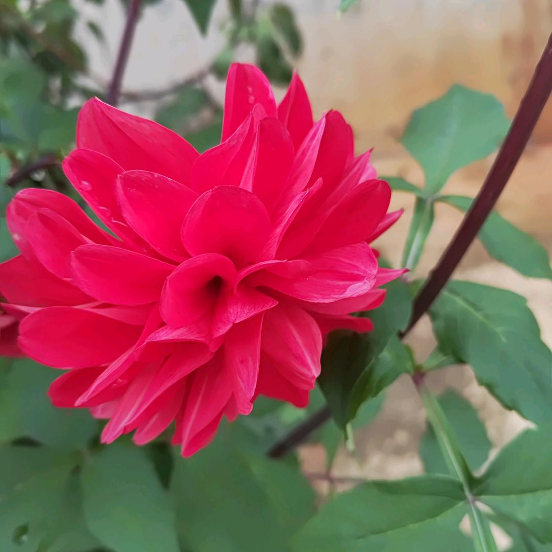 小酒窝