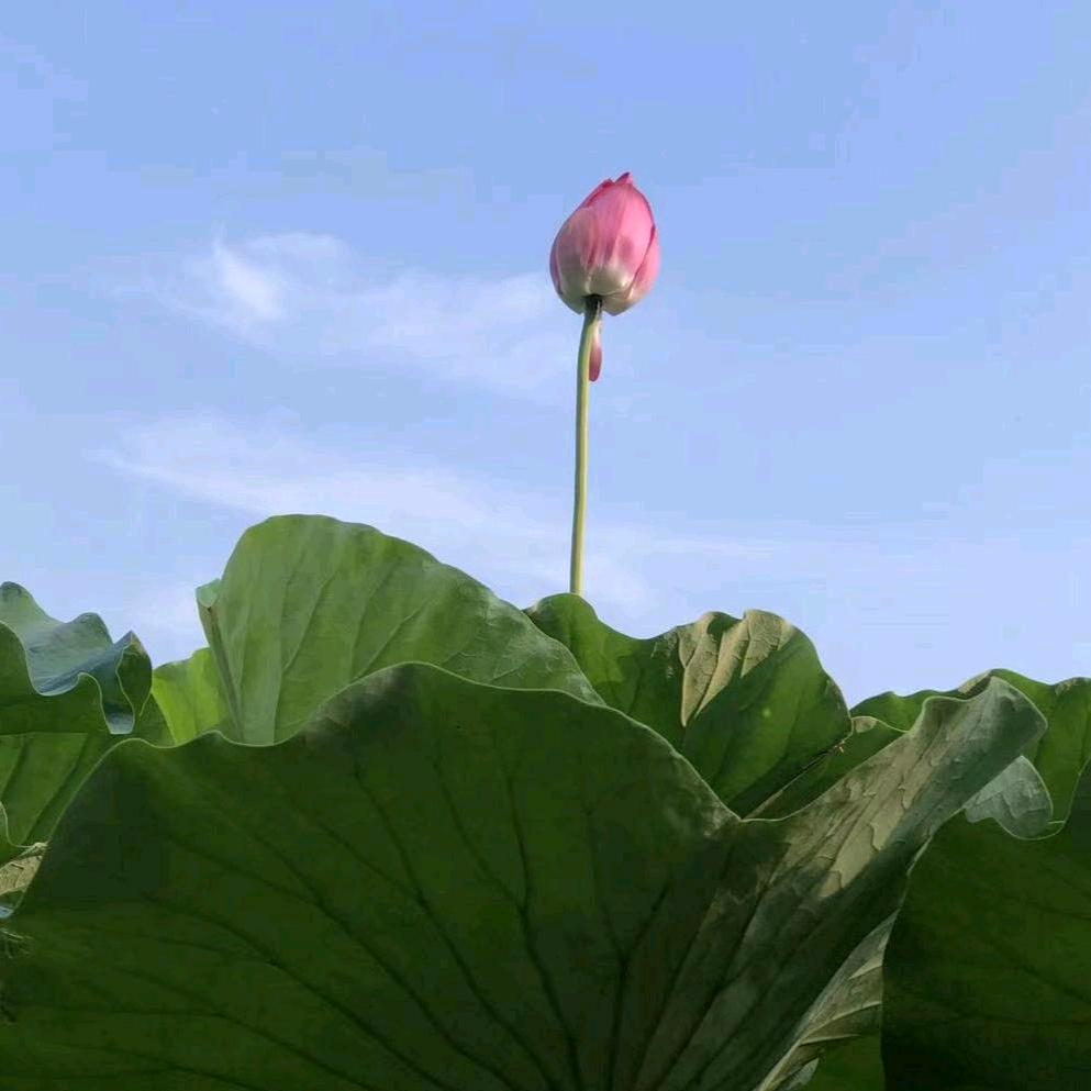 木槿柒柒🍀