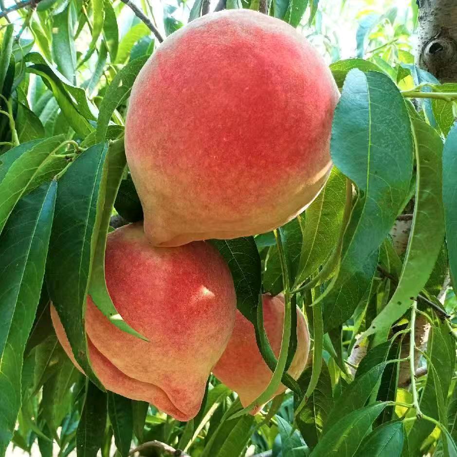 小满茄果蔬生鲜