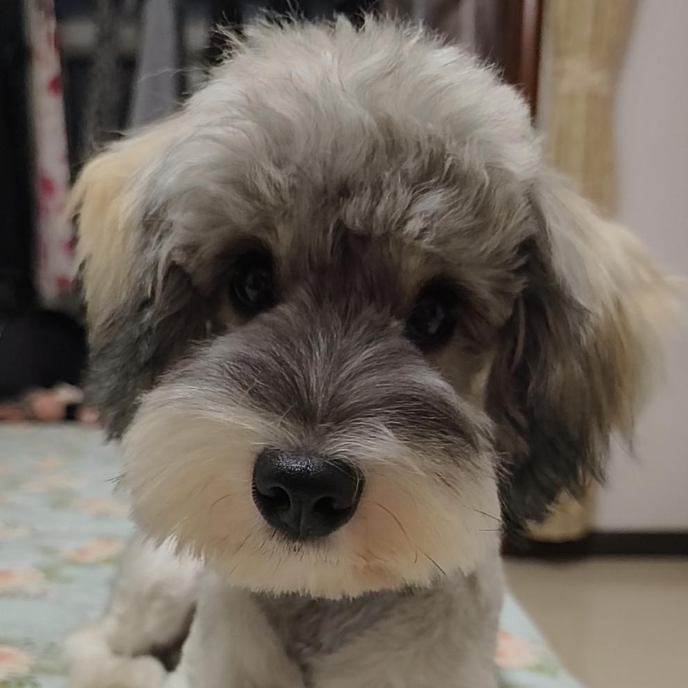 糖卷儿是只雪纳瑞