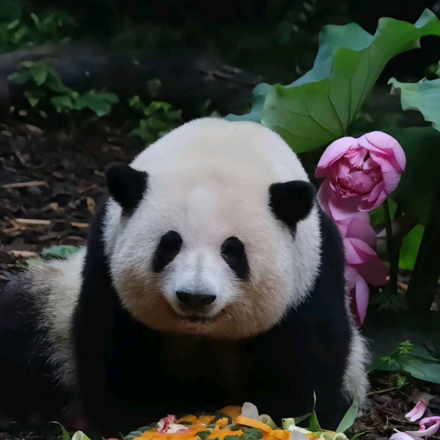 momo（爱花花版）