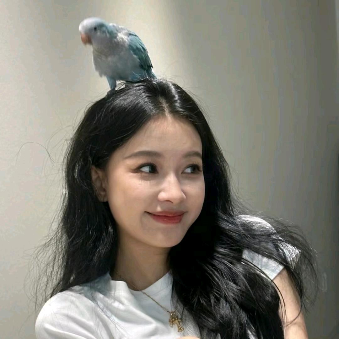 雅雅家的鸟场～批发版