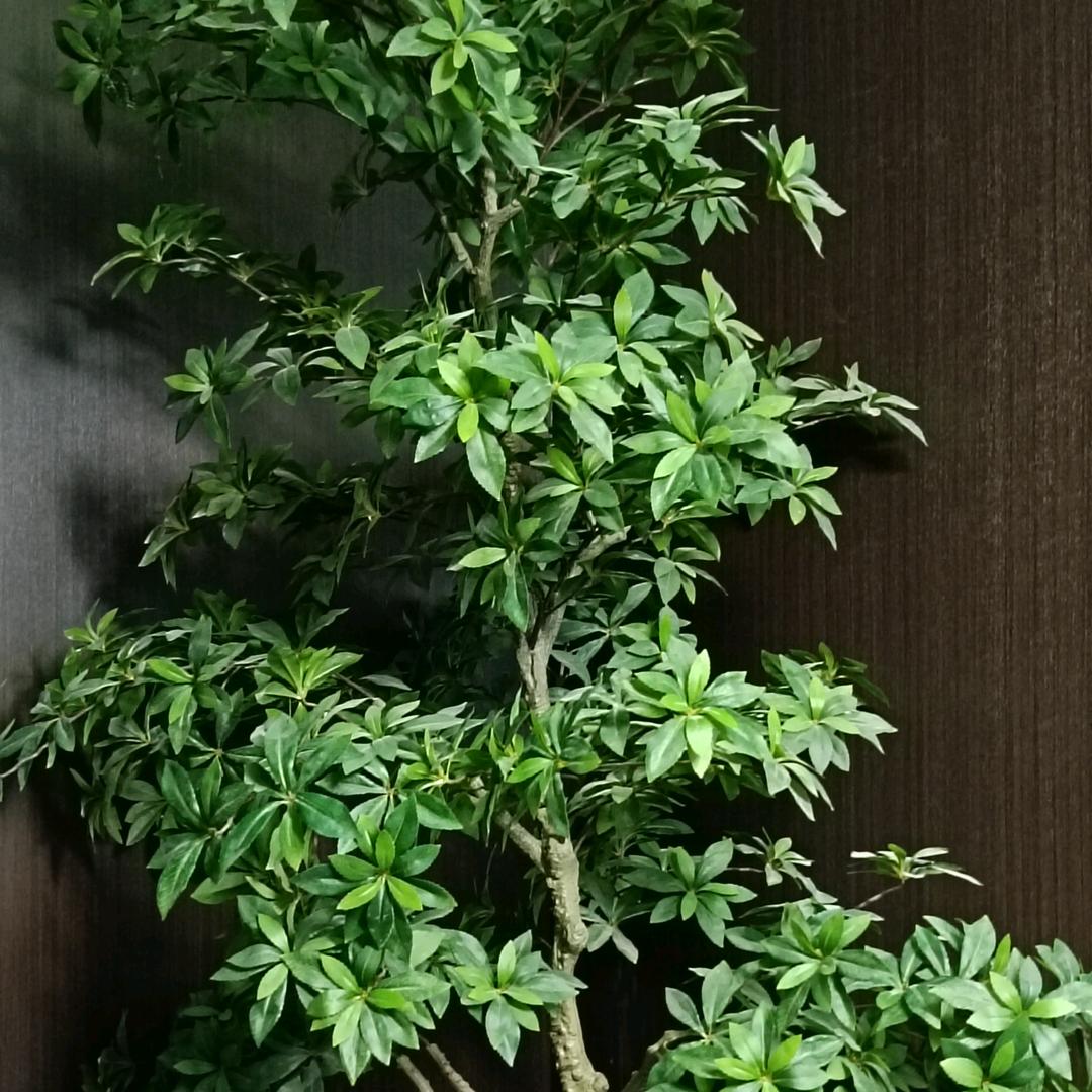 临朐沐梵私人订制