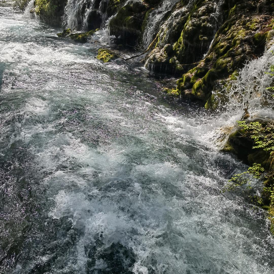 💪强壮的蚂蚁💪