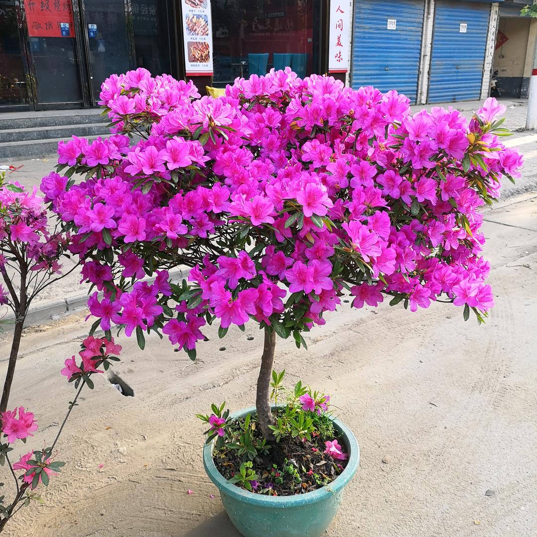 喜洋洋盆景 奇石 花卉