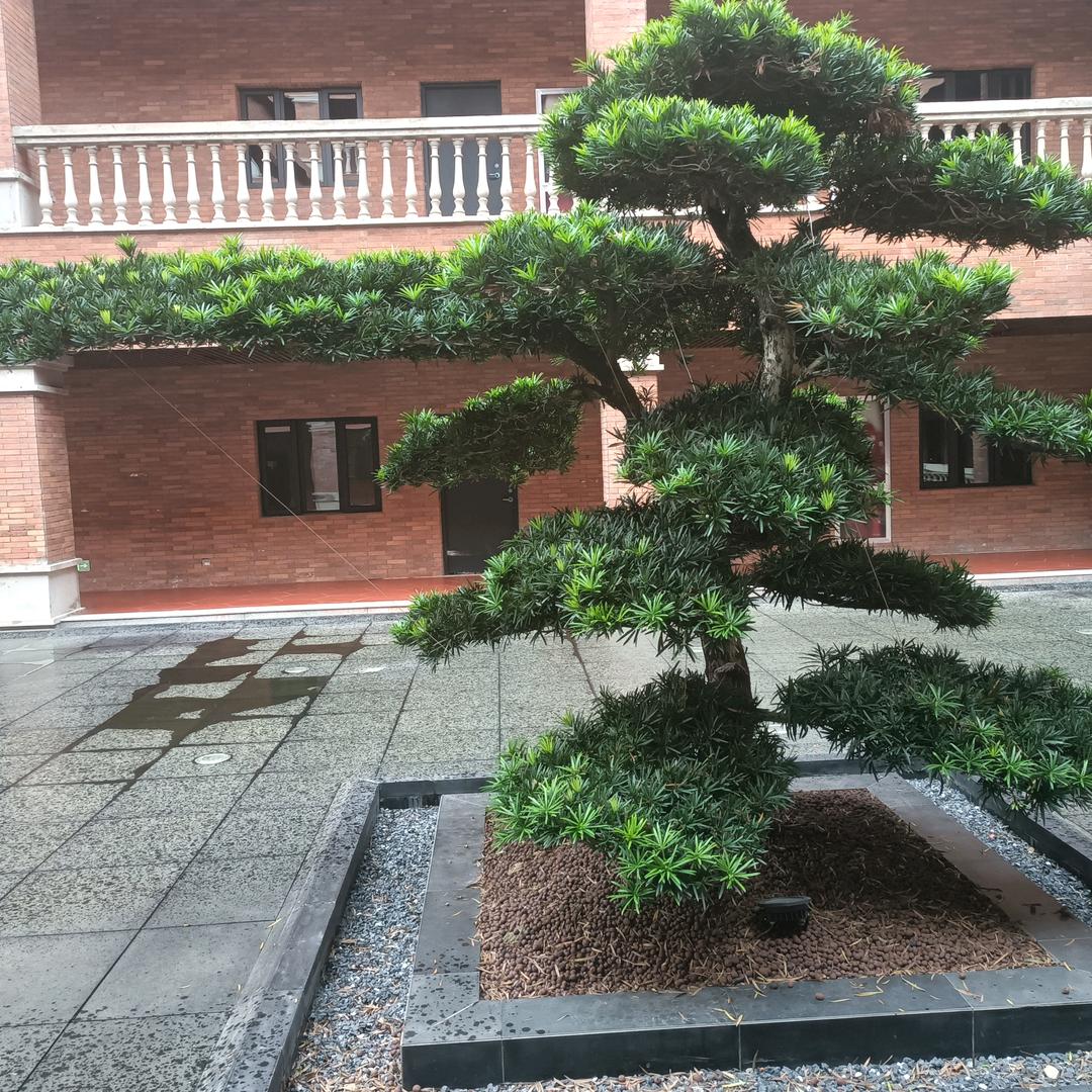 漂泊哥