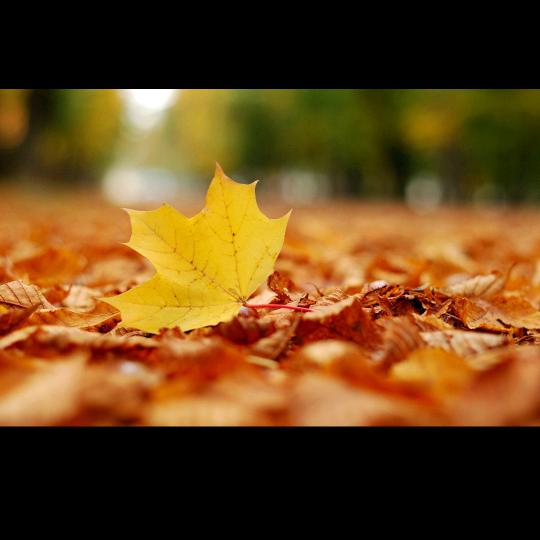🍂秋天里的风🍂