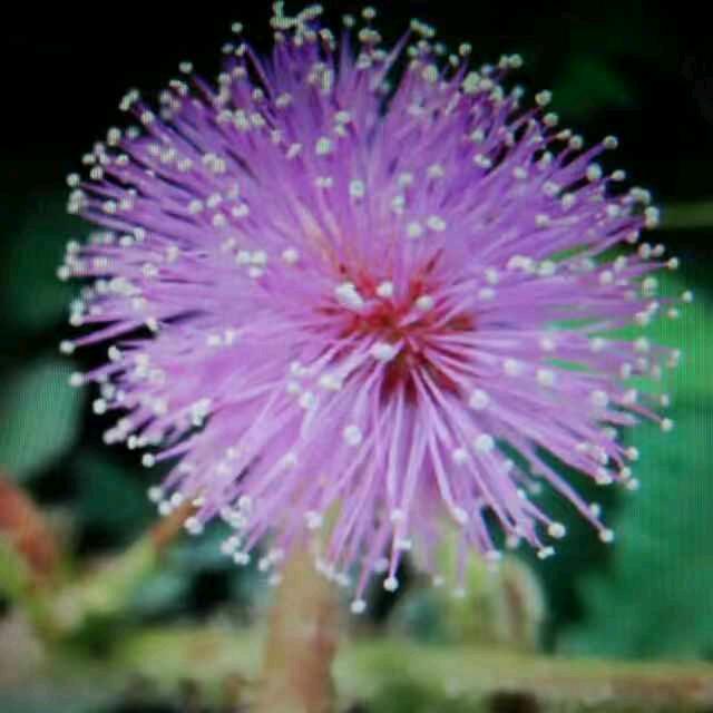 芽芽