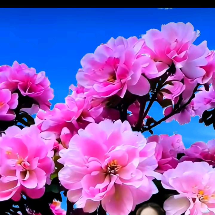 称心如意。