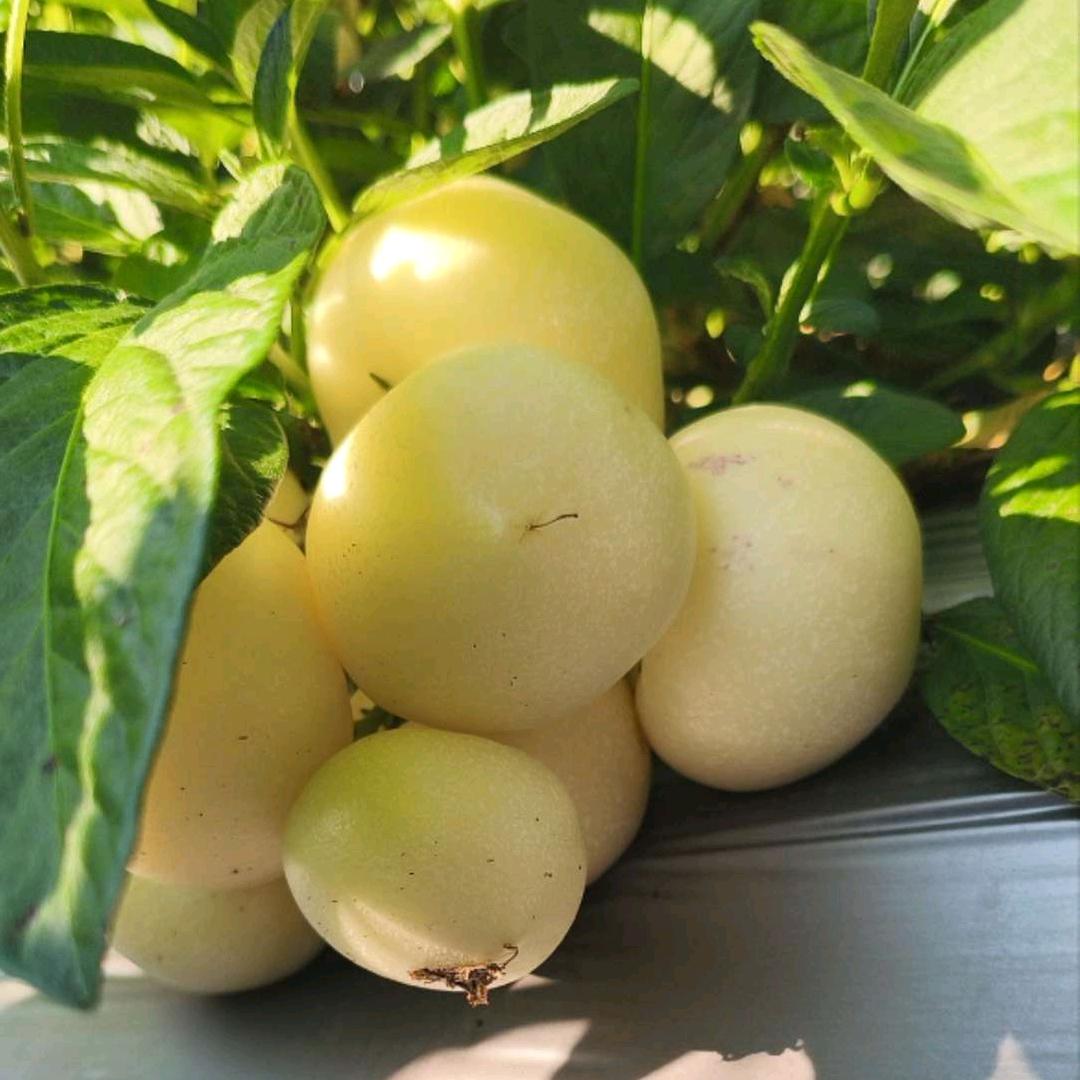 八戒果（人参果）