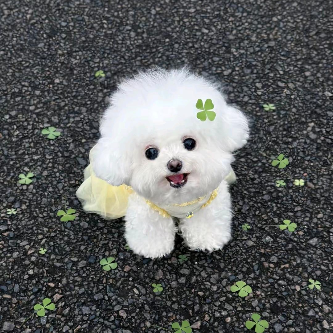 小月亮的花园