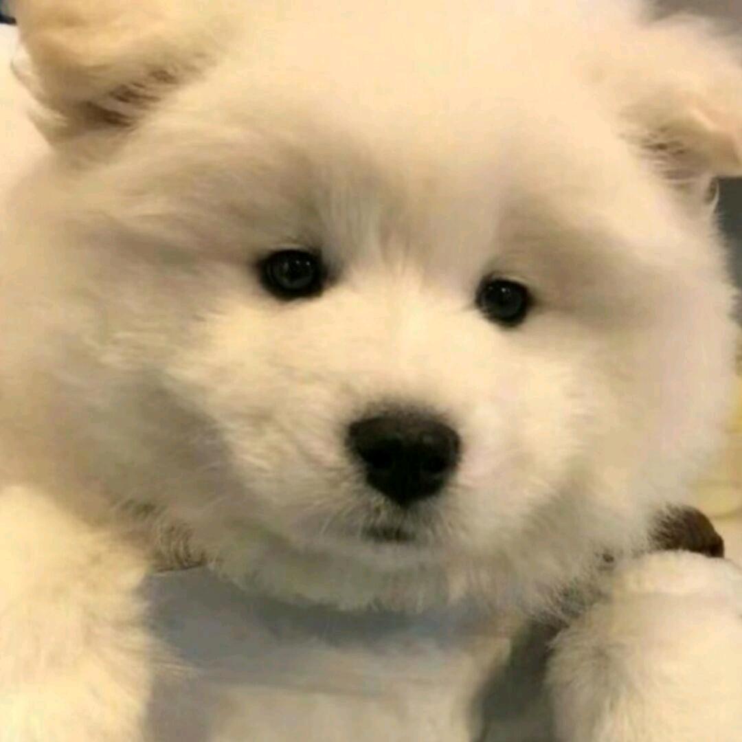 黄狗derun.