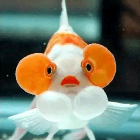 老张的杂物生活