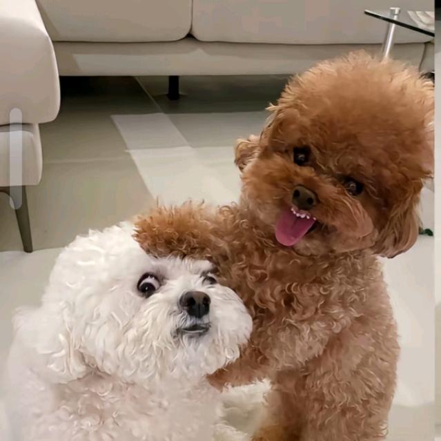 我是嘟嘟
