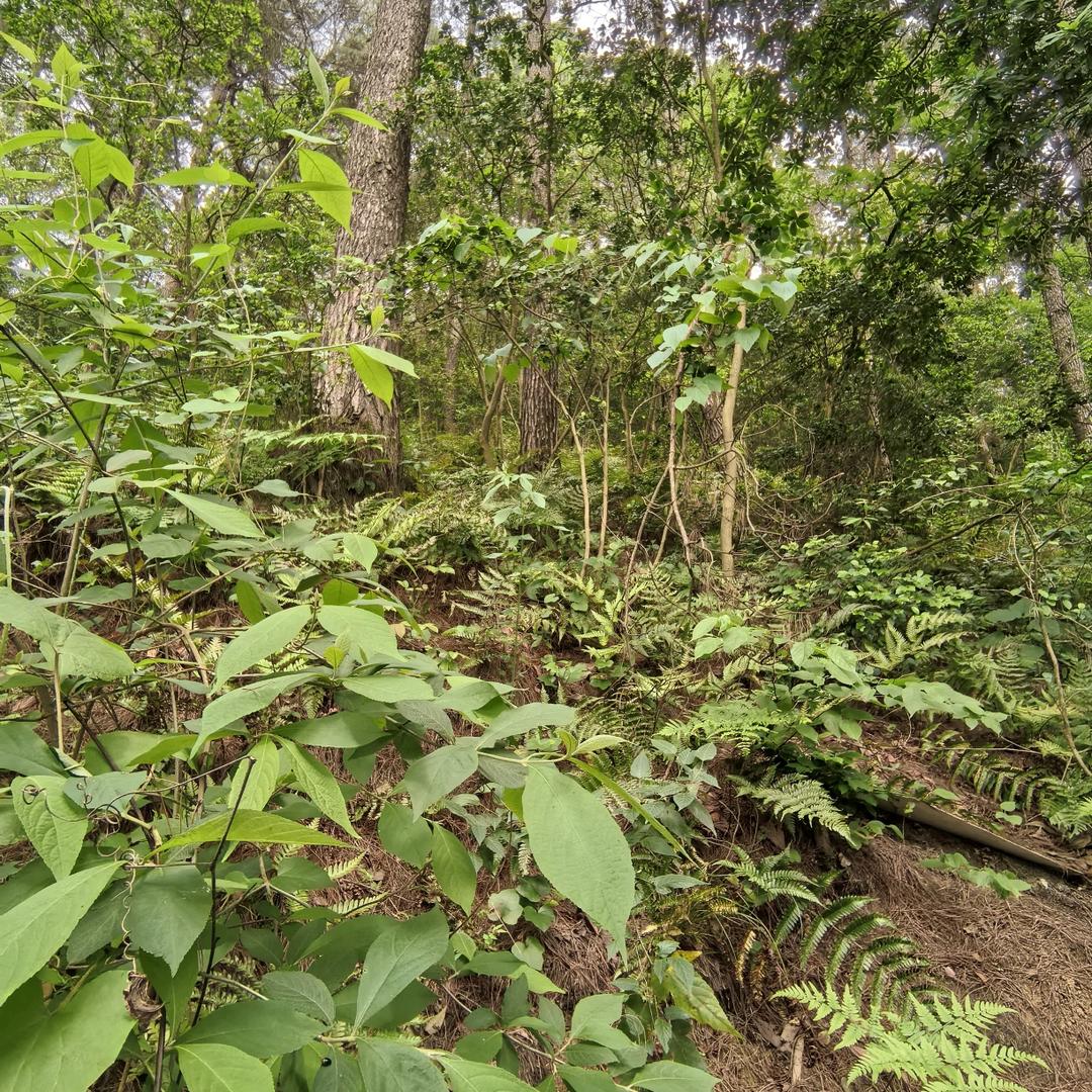 水萃本草