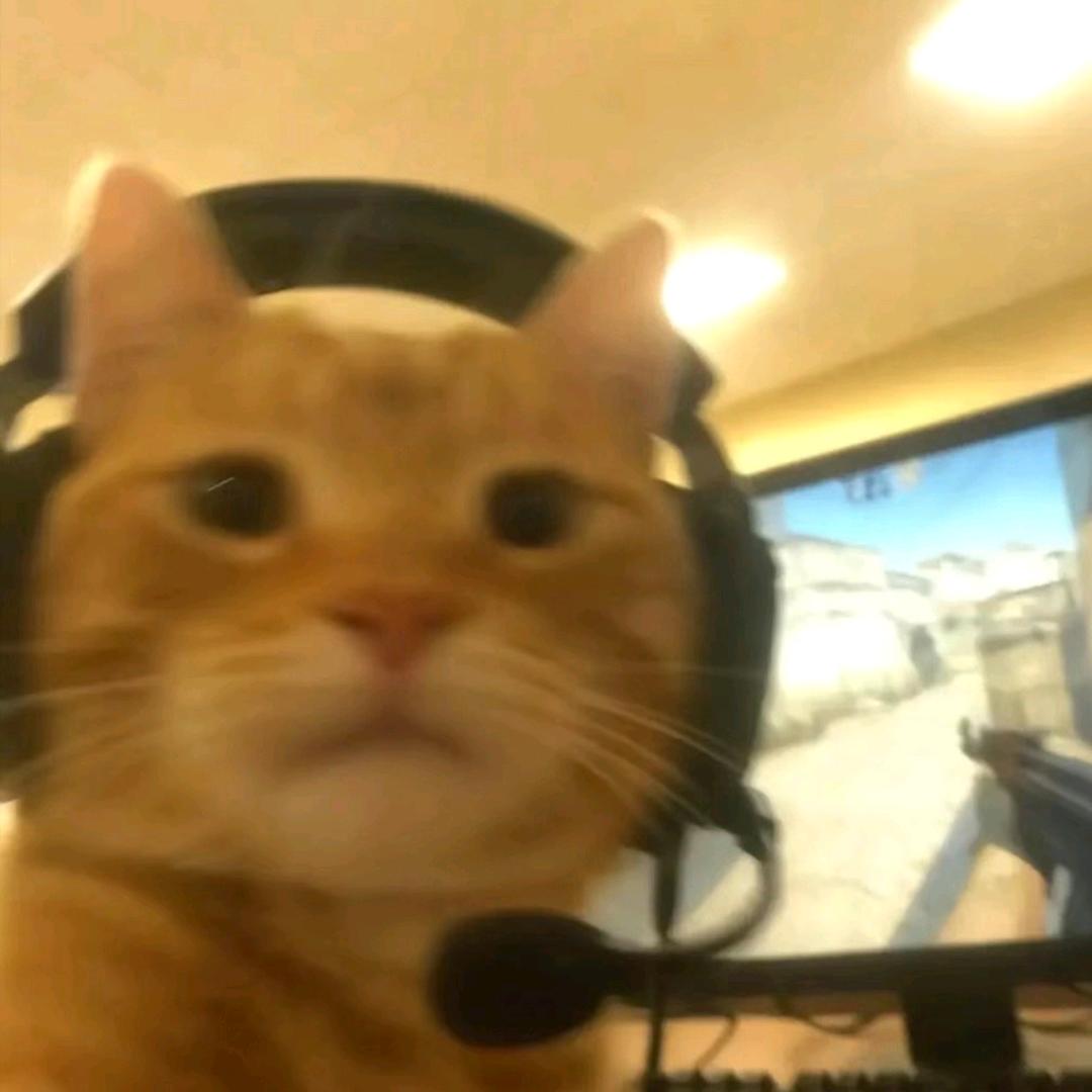 想捡只猫