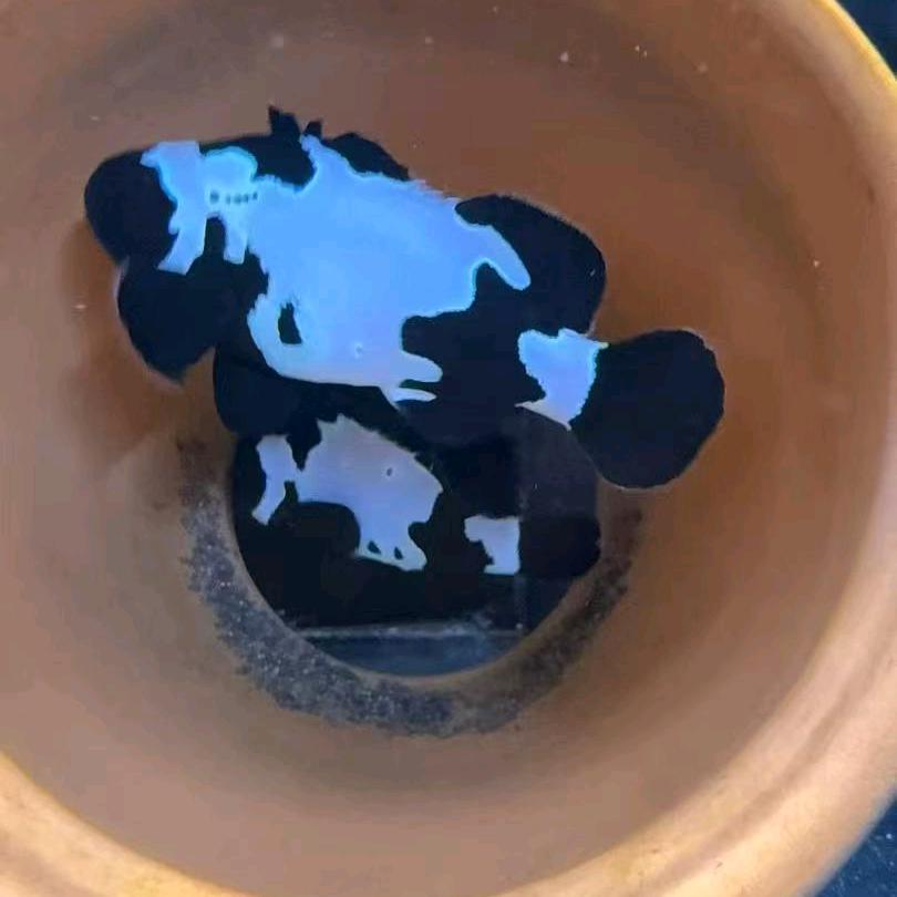 闲来无事小丑鱼