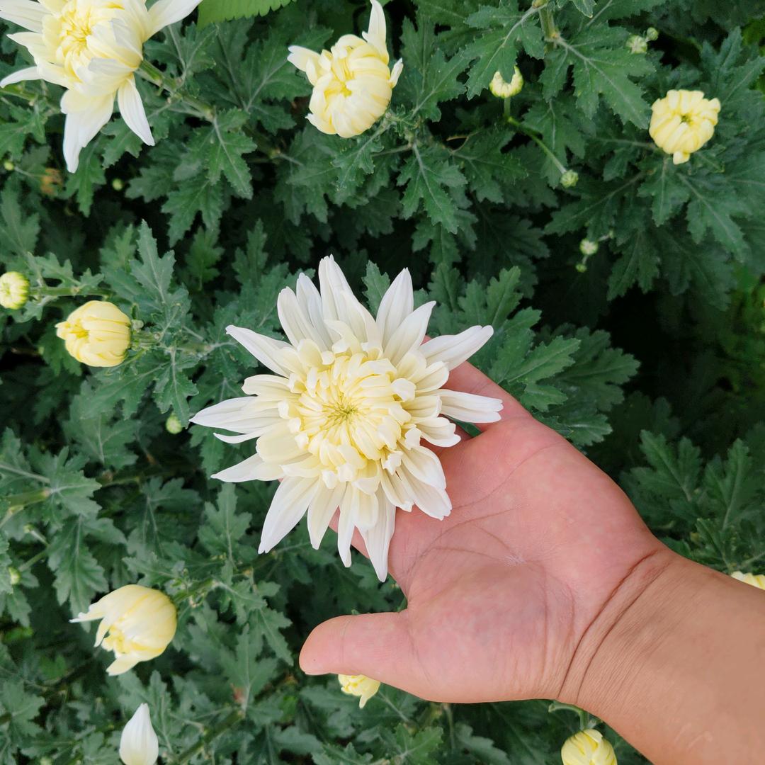 花漾集鲜花批发