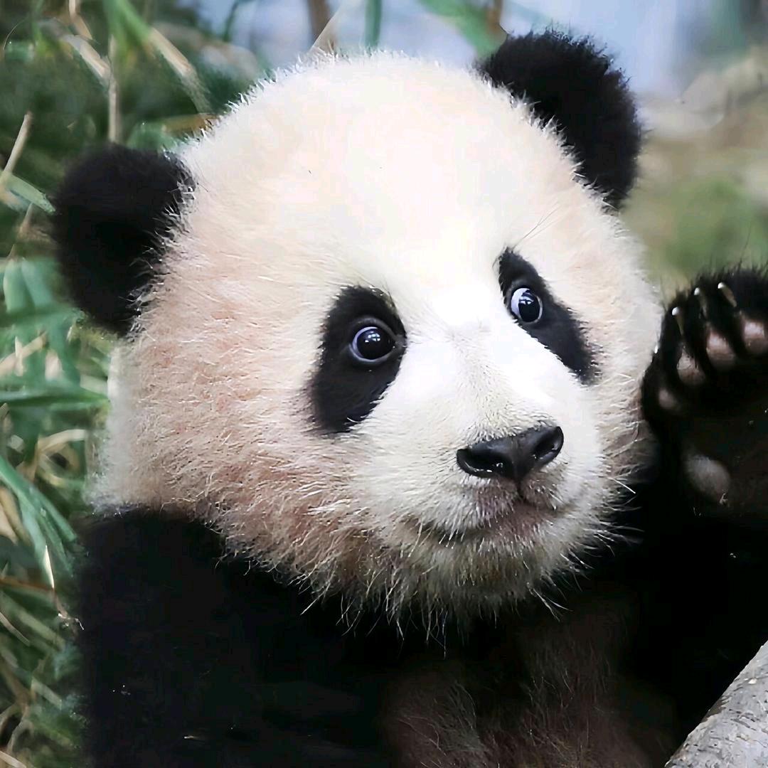 墩墩那个邦尼🐼