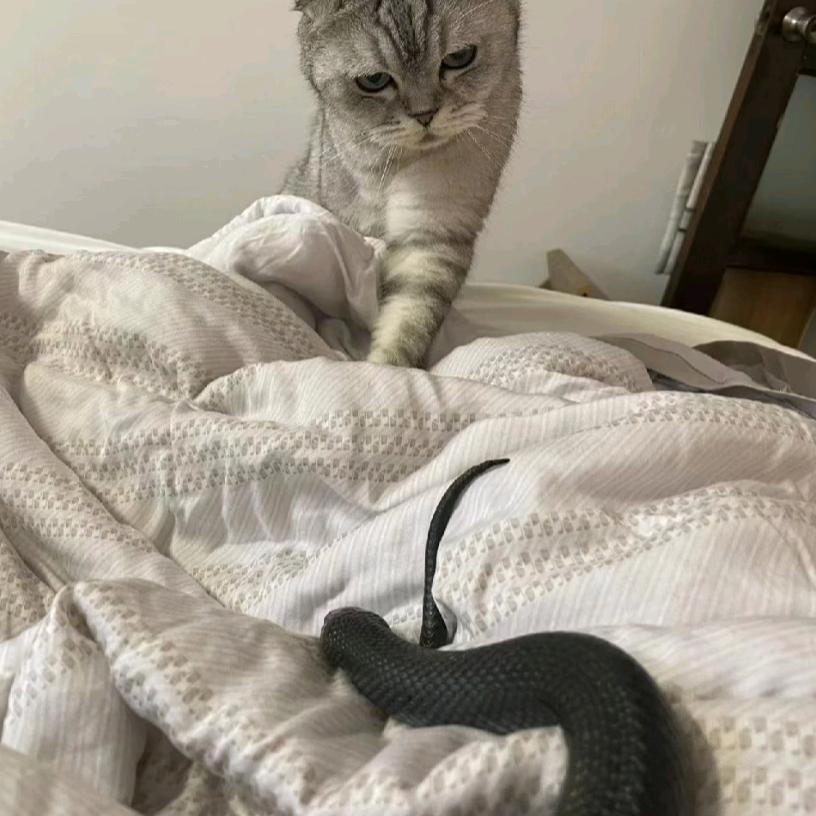 小辉🐍
