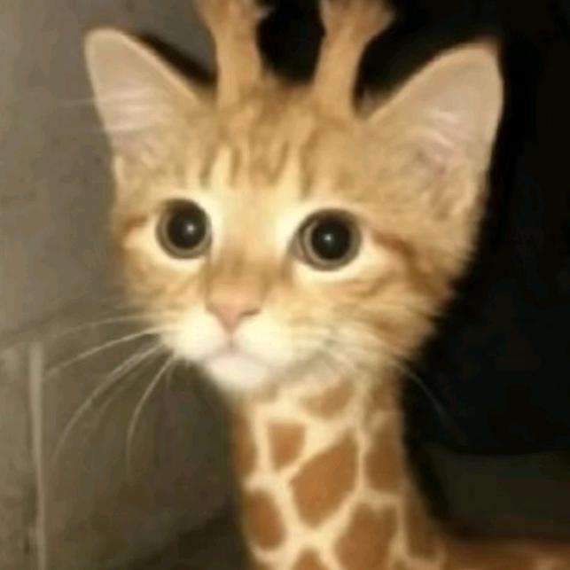 转生成为魔法猫头鹰大王