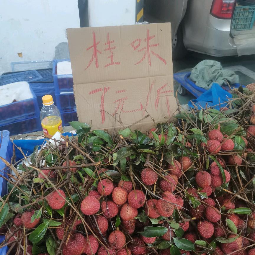 桂味去赶集
