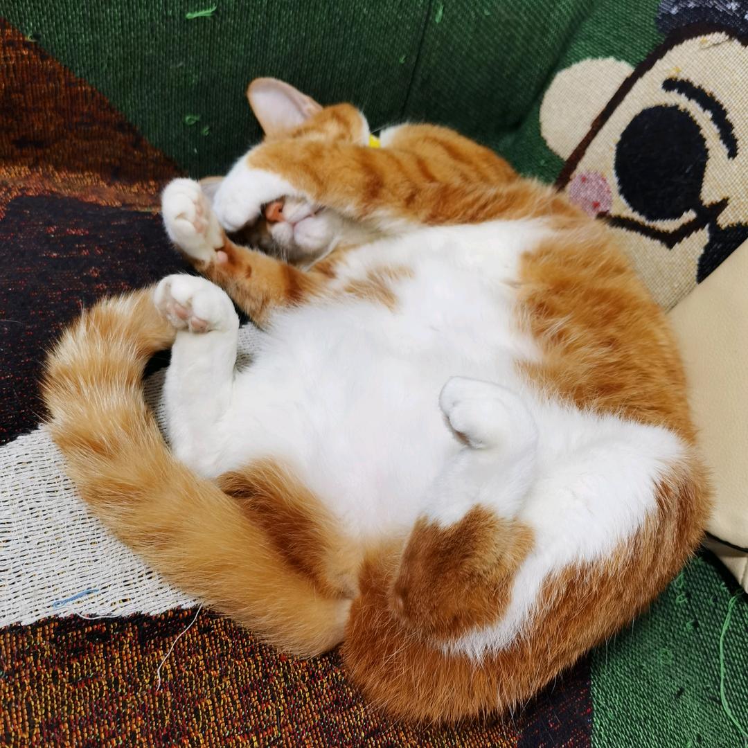 我有三只猫