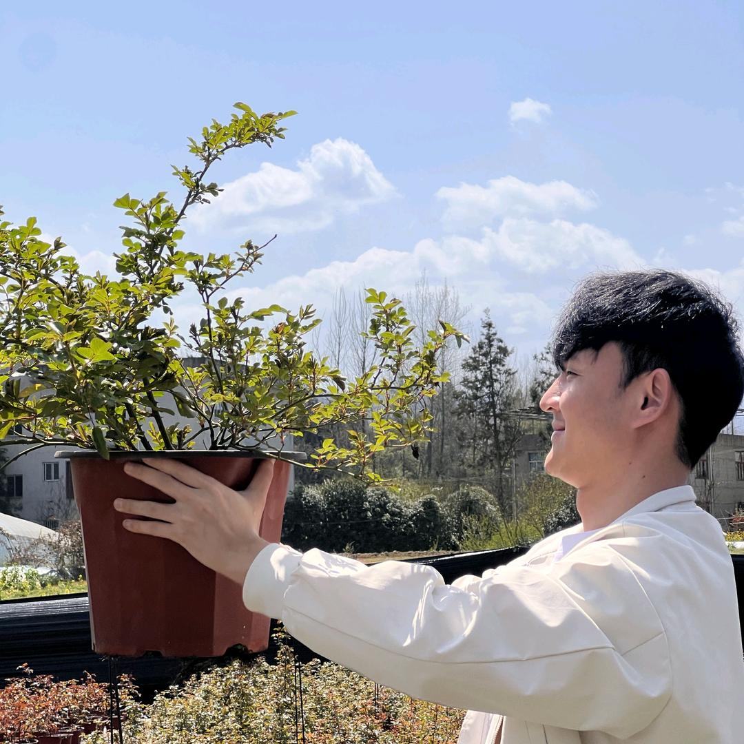 昱禾月季花(安师傅讲养护)