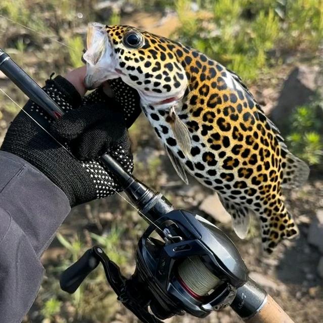 小凌路亚🎣