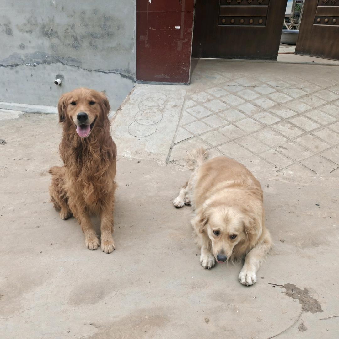 我们家的狗狗真可爱