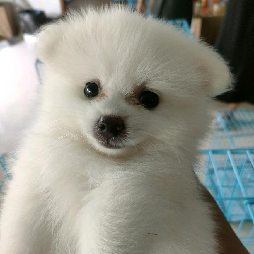 花滑雪儿一个人