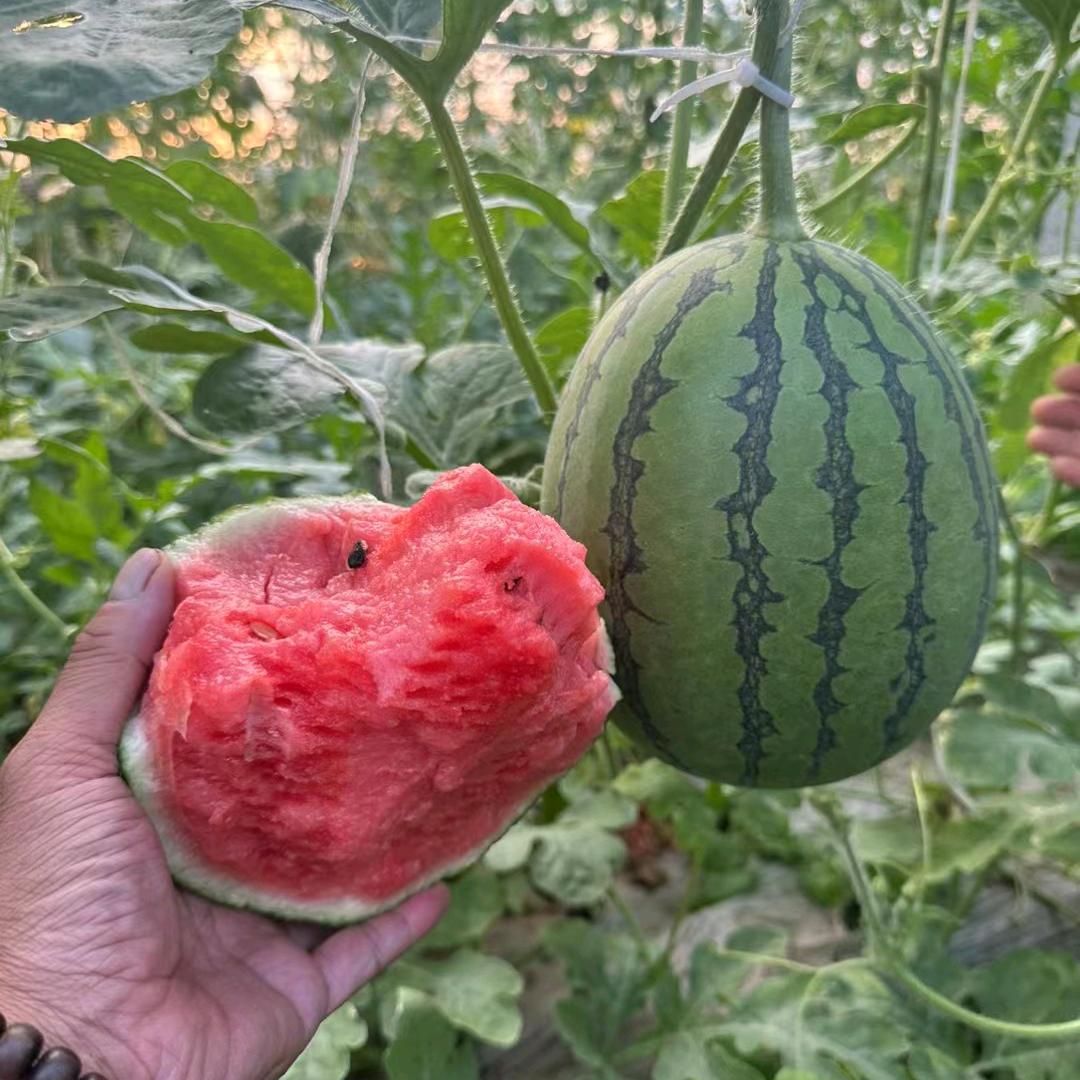 贝绿种苗基地