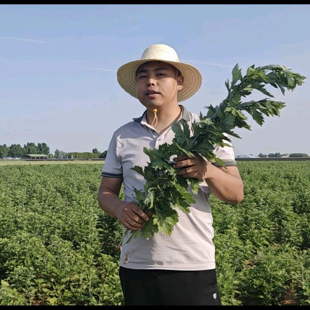 南阳草帽哥艾草种植的头像