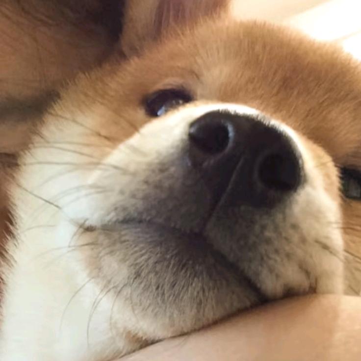 鹅鹅鹅无尽
