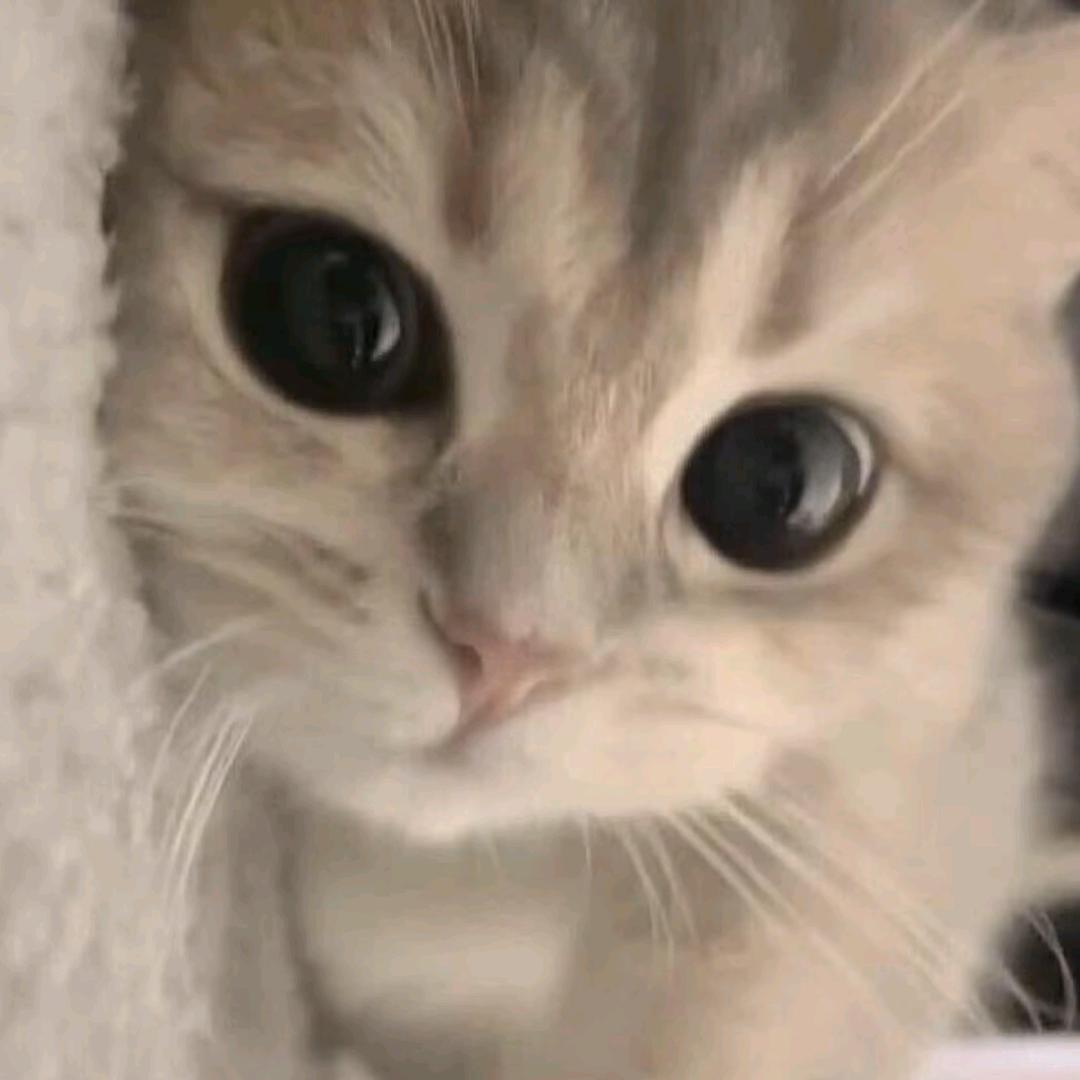 秋槐叶落