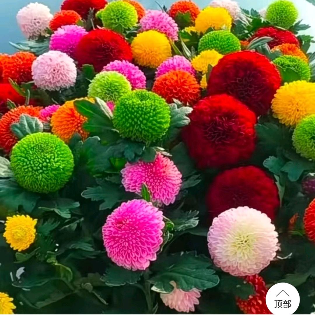 玫瑰烟雨