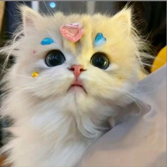 小耳朵在东边.